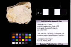 Foto (Objekt + Etikett) von Longodromites angustus (Reuss 1858)  (NHMW-GEO-1990-0041-2507)